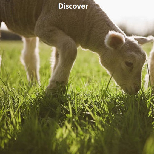 Discover & Explore Sheep Resources