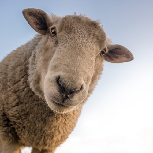 sheep-looking-down