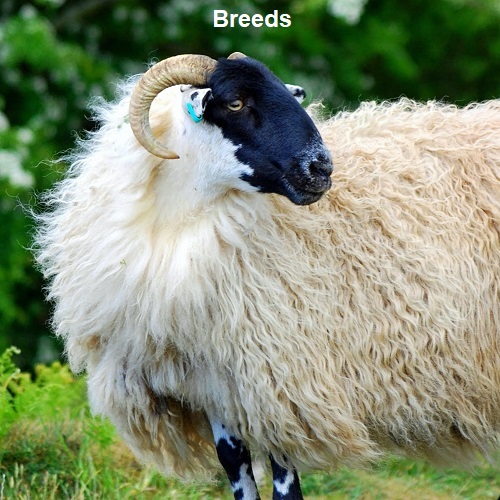 Canadian Purebred Sheep