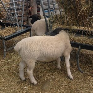 Top Dorper Ram lambs for your flock